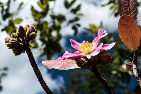 flower water