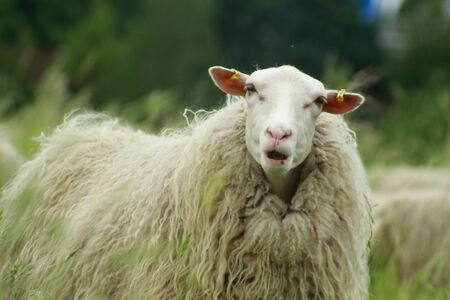 Sheep in Cologneの写真素材