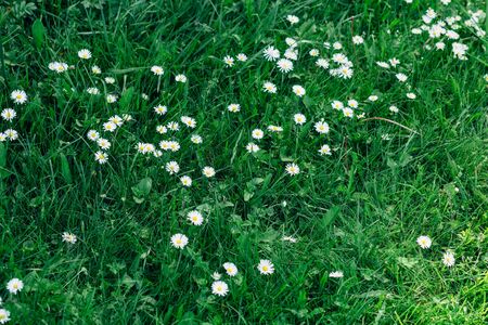 Green grass with flowers of daisies. a ray of sun falls on the grassの写真素材