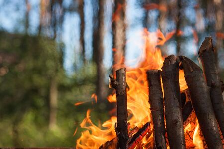 Dangerous big bonfire in the forest. Long tongues of fire on a background of trees.の写真素材