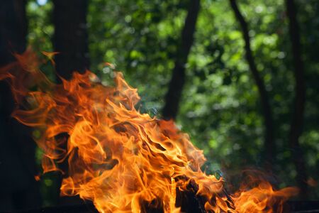 Dangerous big bonfire in the forest. Long tongues of fire on a background of trees.