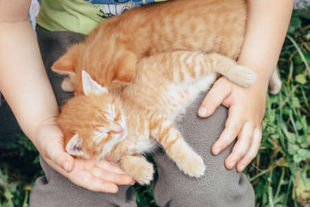 Two red kittens sleep in the arms of a boy of a human child