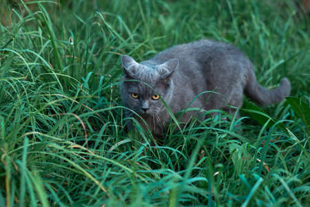 British adult cat presses ears and sneaks in the grassの写真素材