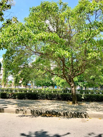 Big tree, green leaves on the sidewalk, the blue sky