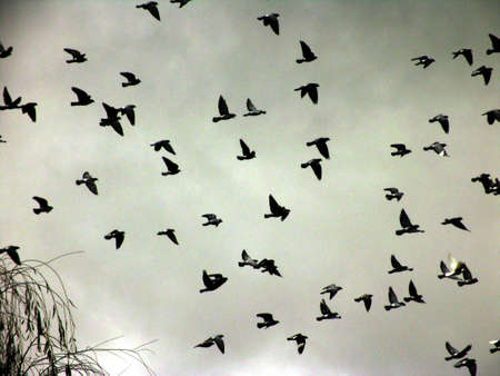flock of birds