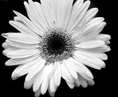 Gerber Daisy black and whiteの写真素材