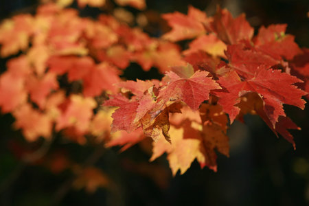foilage changing