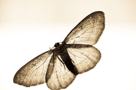 moth in sepiaの写真素材
