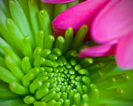 green chrysanthemumの写真素材