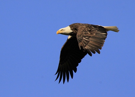 bald eagle in flight