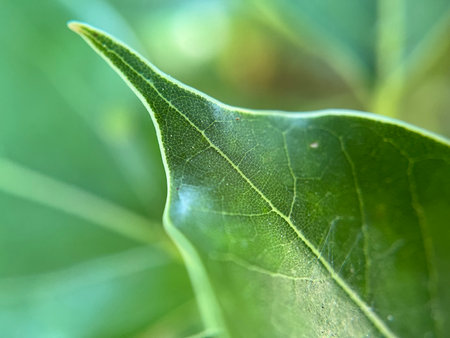 green leaf macro close up texture background high quality fifty megapixelsの写真素材