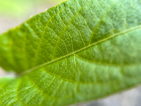 green leaf macro close up texture background high quality fifty megapixels