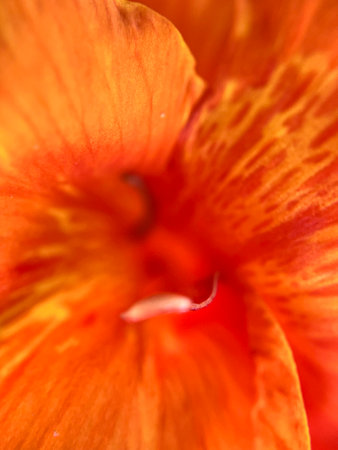 Close up of yellow alstroemeria flower. Macro shot.の写真素材
