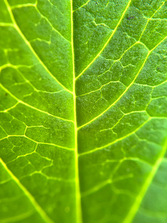 green leaf macro close up texture background high quality fifty megapixels