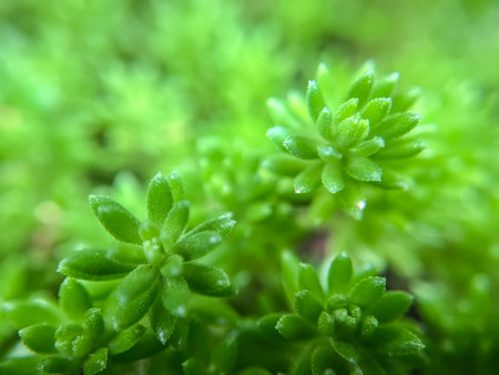 Close-up of green succulent growing in the forest. Nature backgroundの写真素材
