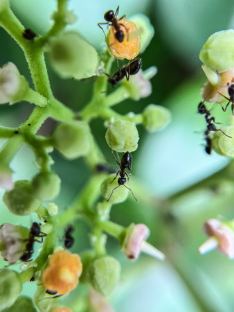 Ants and flowers in the garden. Macro. Selective focus.の写真素材