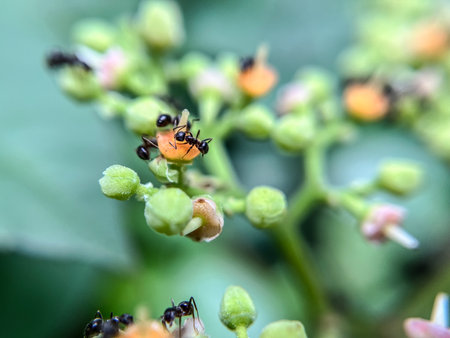 Ants and flowers in the garden. Macro. Selective focus.の写真素材