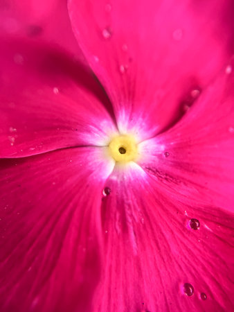 pink phlox flower macro close up background high quality big size printの写真素材