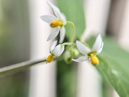 White flowers of wild garlic (Allium ursinum)