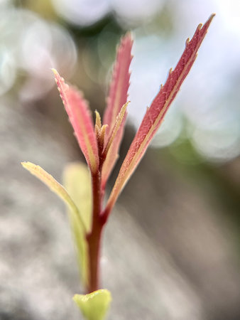 Close up of a young sprout on a tree in spring.