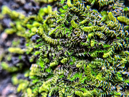 Green moss on the bark of a tree. Close-up.