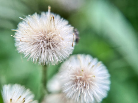 Close up of white thistle flowers in the garden. Selective focus.の写真素材