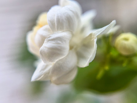 White jasmine flowers close-up on a blurred background.の写真素材