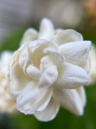 White jasmine flowers close-up on a blurred background.