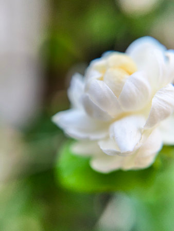 White jasmine flowers close-up on a blurred background.の写真素材