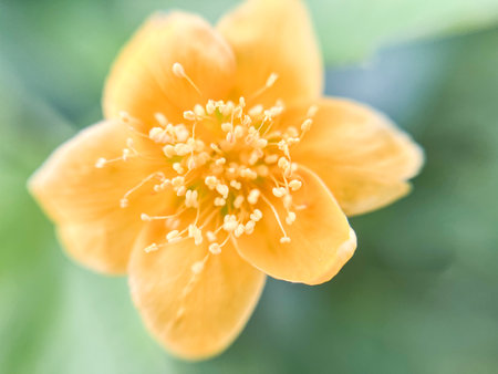 Yellow flower on green leaf background. Shallow depth of field.の写真素材