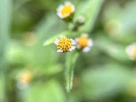 Small yellow flower on green background. Shallow depth of field.の写真素材