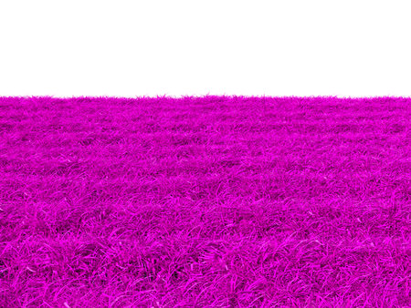 Purple grass field isolated on white background. 3D illustration.の写真素材