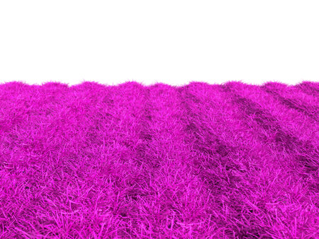 Purple grass field isolated on white background. 3D illustration.の写真素材