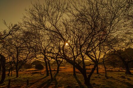 Japanese landscapeの写真素材