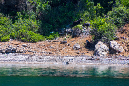 Beautiful seaside view of Peristera island with goats living on an isolated island near Alonissos, Sporades, Greeceの写真素材