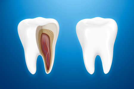 Tooth anatomy isolated on blue background in 3d illustration