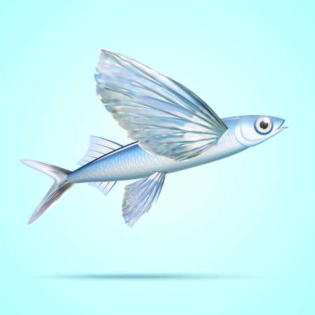 Silver flying fish isolated on light blue backgroundのイラスト素材
