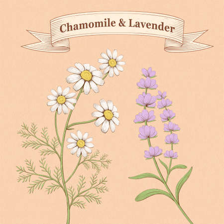 Elegant engraving chamomile and lavender floral elementsのイラスト素材