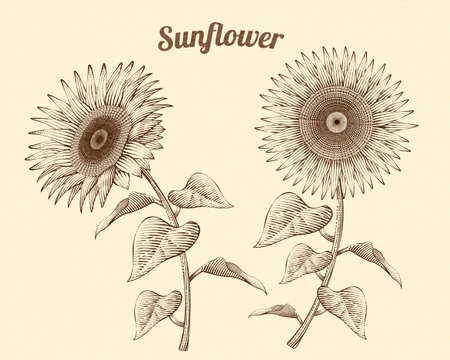 Retro style engraved sunflowers on beige backgroundのイラスト素材