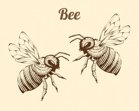 Antique engraving drawing illustration of honeybees isolated on beige backgroundのイラスト素材