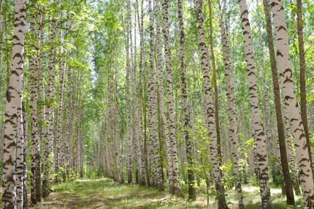 Natural background - a summer birchwood.Birchwood shined with the sunの写真素材