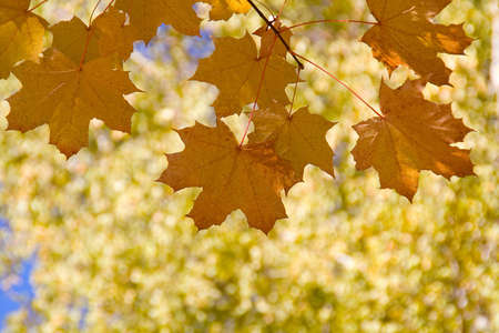 Autumn leaves against a background of blurry green trees