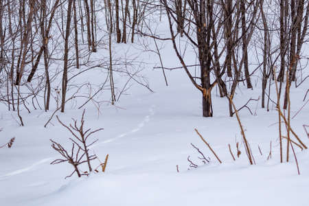 Landscape in nature in the winter season.の写真素材