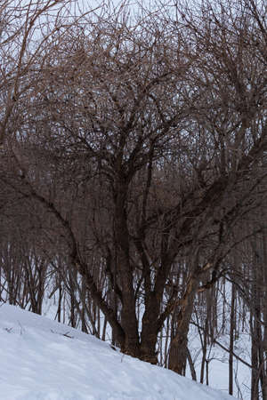 A tree without leaves in winter.