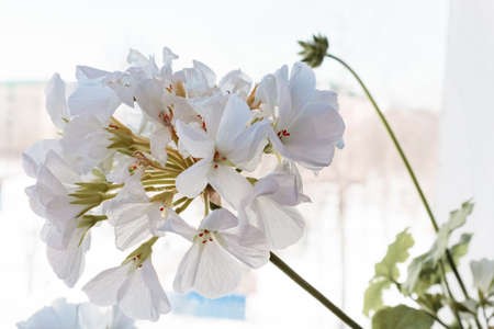 White flowers close-up in the home garden.