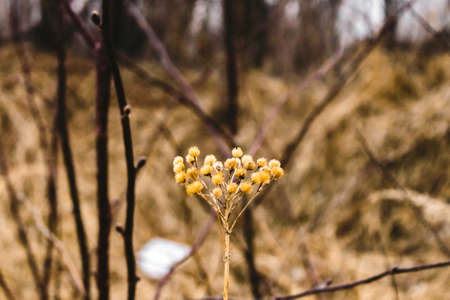 Flowers of the immortelle in spring nature. Single yellow flower for herbal medicine. Medicinal...