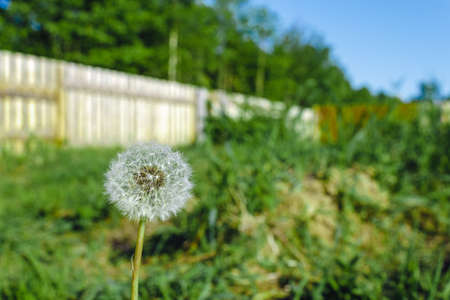 Lonely dandelion under the rays of the summer sun on a blurred bokeh background.の写真素材