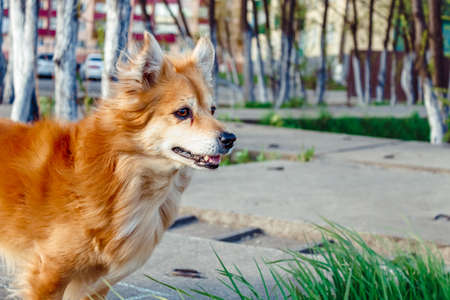 A cheerful and cheerful red-haired dog is basking in the spring sun in a country house outside the...