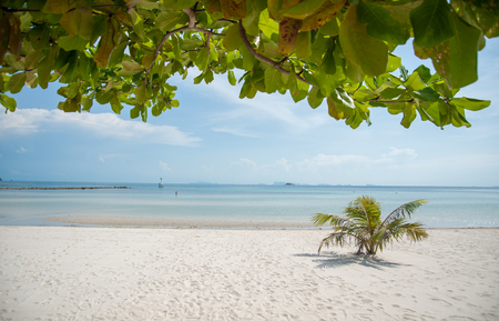 Beach leaves framedの写真素材