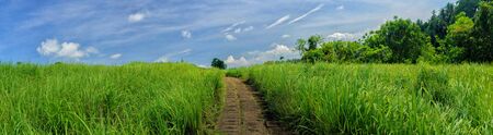 Panorama image of beauty sunny day on the rice field with sky and road in backgroundの写真素材